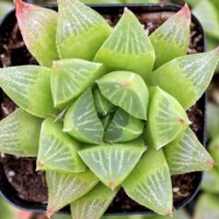 Haworthia turgida var. longibracteata Haworthia turgida var. longibracteata