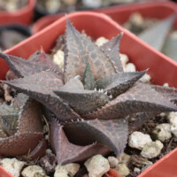 Haworthia venosa ssp. tessellata Haworthia venosa ssp. tessellata