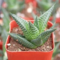 Haworthia x limifolia hybrid Haworthia x limifolia hybrid