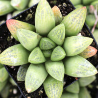 Haworthia x turgida Haworthia x turgida