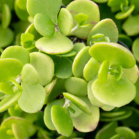 Kalanchoe hildebrantii var. glabra Kalanchoe hildebrantii var. glabra