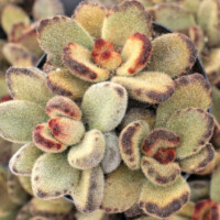 Kalanchoe tomentosa 'Teddy Bear' Kalanchoe tomentosa 'Teddy Bear'