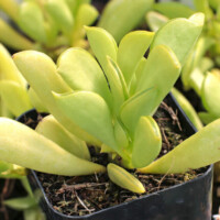 Peperomia dolabriformis Peperomia dolabriformis