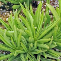 Peperomia ferreyrae - Happy Bean Peperomia ferreyrae - Happy Bean