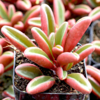 Peperomia graveolens - Ruby Glow Peperomia graveolens - Ruby Glow