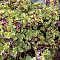 Portulacaria afra f. variegata - Rainbow Bush