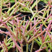 Rhipsalis teres f. heteroclada Rhipsalis teres f. heteroclada