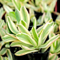 Crassula capitella 'Campfire' - Variegated Crassula capitella 'Campfire' - Variegated