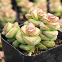 Crassula 'Jade Necklace' Crassula 'Jade Necklace'