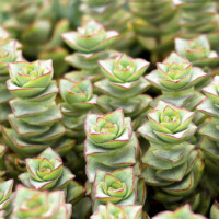 Crassula x perforata - Ivory Towers Crassula x perforata - Ivory Towers
