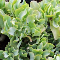 Crassula arborescens ssp. undulatifolia - Ripple Jade Crassula arborescens ssp. undulatifolia - Ripple Jade