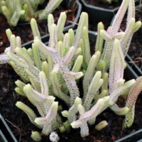 Crassula muscosa f. variegata - Variegated Watch Chain Crassula muscosa f. variegata - Variegated Watch Chain