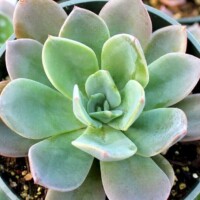 Echeveria 'Blue Prince' Echeveria 'Blue Prince'