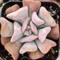 Echeveria 'Cubic Frost' Echeveria 'Cubic Frost'