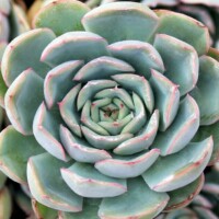 Echeveria 'Hercules' Echeveria 'Hercules'