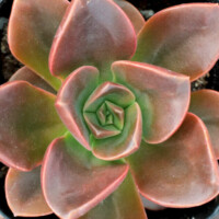 Echeveria Melaco Echeveria 'Melaco'