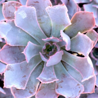 Echeveria 'Neon Breakers' Echeveria 'Neon Breakers'