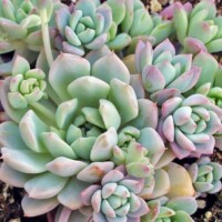 Echeveria prolifica Echeveria prolifica