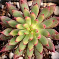 Echeveria 'Spruce Oliver' Echeveria 'Spruce Oliver'