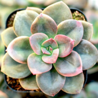 Echeveria 'Chroma' Echeveria 'Chroma'