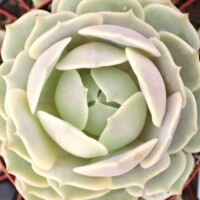 Echeveria 'Lola' Echeveria 'Lola'