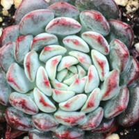 Echeveria minima Echeveria minima