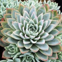 Echeveria 'Violet Queen' Echeveria Violet Queen