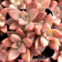 Graptosedum 'Alpenglow' Graptosedum 'Alpenglow'