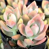 Graptosedum 'California Sunset' Graptosedum 'California Sunset'