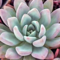 Graptoveria 'Opalina' Graptoveria 'Opalina'