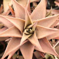 Haworthia limifolia var. ubomboensis Haworthia limifolia var. ubomboensis