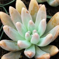 Pachyveria 'Blue Pearl' Pachyveria 'Blue Pearl'