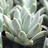 Pachyveria 'Glauca' Pachyveria 'Glauca'