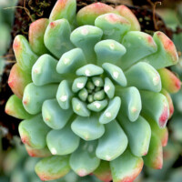 Sedeveria 'Blue Elf' Sedeveria 'Blue Elf'