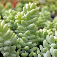 Sedum morganianum - Burrito Sedum morganianum - Burrito