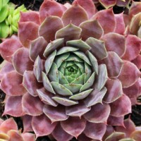 Sempervivum 'Compte de Congae' Sempervivum 'Compte de Congae'