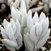 Senecio haworthii - "Woolly Senecio" Senecio haworthii - "Woolly Senecio"
