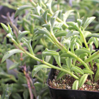 Senecio peregrinus - String of Dolphins Senecio peregrinus - String of Dolphins
