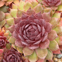 Chick Charms® Strawberry Kiwi Chick Charms® Strawberry Kiwi