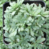 Sedum 'Mongolian Stardust' Sedum 'Mongolian Stardust'