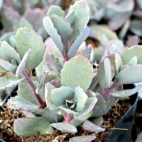 Sedum Sunsparkler® 'Dazzleberry' Sedum Sunsparkler® 'Dazzleberry'
