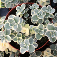 Sedum Sunsparkler® 'Lime Twister' Sedum Sunsparkler® 'Lime Twister'