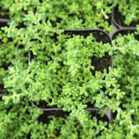 Sedum album "Baby Tears" Sedum album chloroticum - Baby Tears