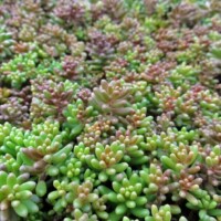 Sedum album Sedum album