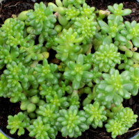 Sedum borschii Sedum borschii