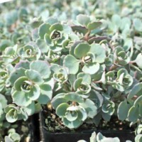 Sedum cauticola 'Coca Cola' Sedum cauticola 'Coca Cola'