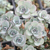 Sedum cauticola 'Lidakense' - Pink Stonecrop Sedum cauticola 'Lidakense' - Pink Stonecrop