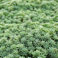 Sedum pallidum var. bithynicum Sedum pallidum var. bithynicum