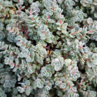 Sedum pluricaule 'Isle of Sakhalin' Sedum pluricaule 'Isle of Sakhalin'