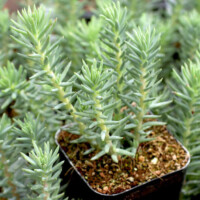 Sedum reflexum 'Blue Spruce' Sedum reflexum 'Blue Spruce'